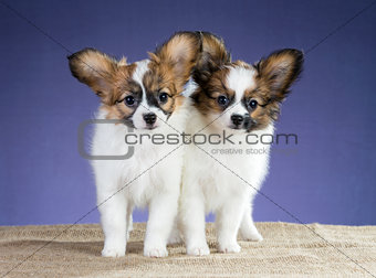 Two sweet puppy Papillon