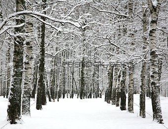 Alley in winter city park