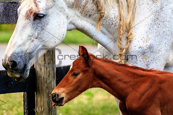 White horse and her colt