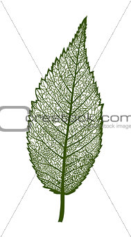 Vector leaf, isolated