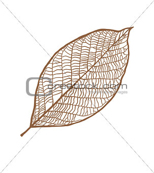 Vector nut leaf, isolated on white background