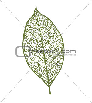 Vector nut leaf, isolated on white background