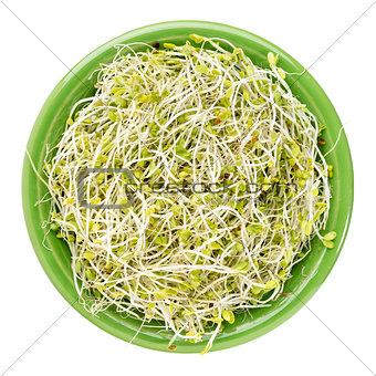 broccoli and radish sprouts