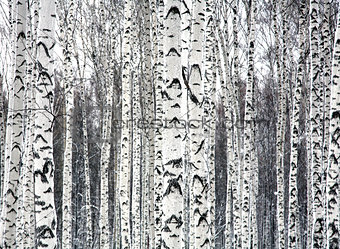 Birches black and white