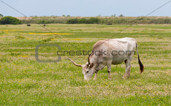 Maremmana Cow