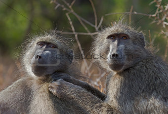 Chacma baboons engaged in mutual grooming