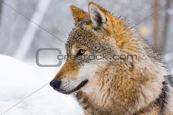 Gray wolf (Canis lupus) in winter