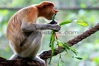 A proboscis monkey