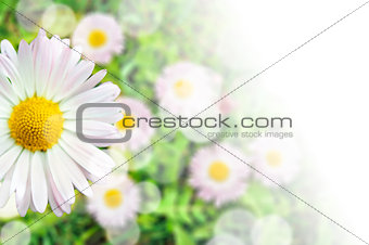 Card composition of daisy flower blossom with transparent gradient