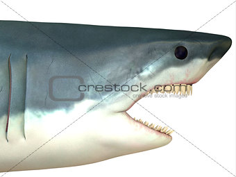 Great White Shark Head