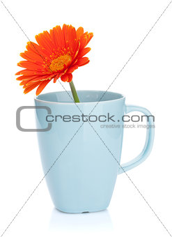 Orange gerbera flower in tea cup