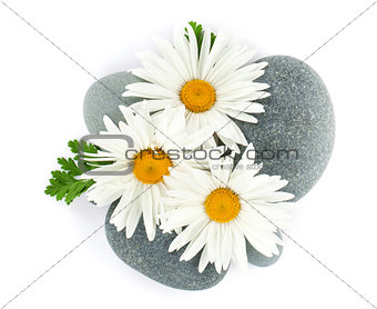 Daisy camomile flower and sea stones