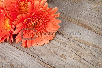 Orange gerbera flowers on wooden background