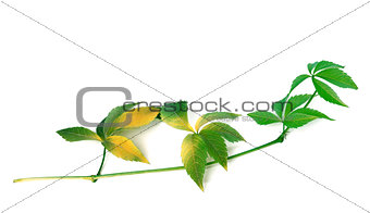 Branch of green grapes leaves 