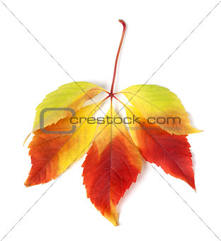 Multicolor autumn virginia creeper leaves