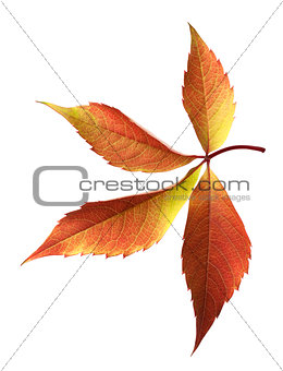 Autumn grapes leaf