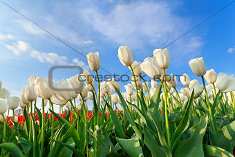 white tulip field over blue sky
