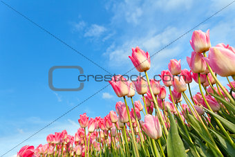 pink tulips on field over blue sky