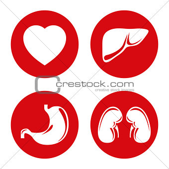 Human internal organs vector icons set.