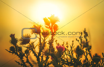 Sun Backlit Flower in Sunset Atmosphere