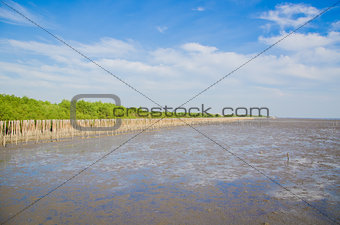 Landscape view of coastal mangrove forest