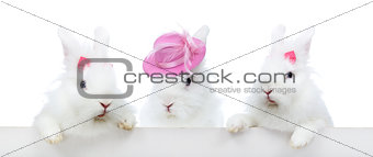 Three cute white rabbit - isolated