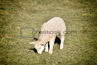 lamb on meadow