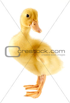 Funny yellow Duckling 