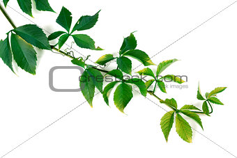 Branch of green grapes leaves