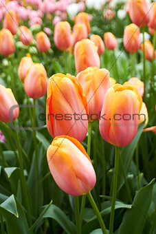 Tulips in Flower Garden Netherlands