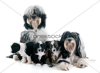 tibetan terrier family