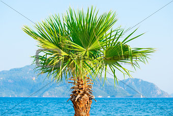 palm tree growing near the sea on the background of mountains