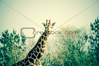 Curious giraffe in the nature