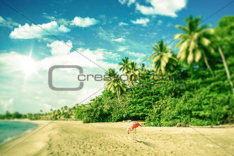 Tropical beach with a flamingo looking for food