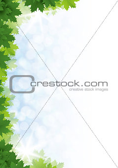 Green maple leaves against the blue sky. Background.