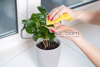 woman wiping cloth house plant