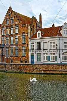 Swan on canals of Bruges, Belgium