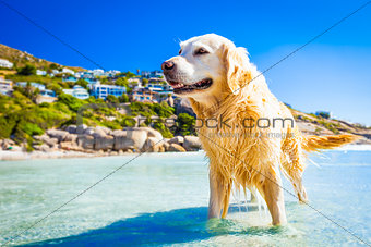smmer vacation dog