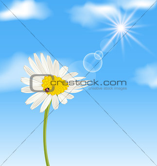 Chamomile flower and blue sky with clouds