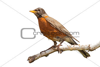 Robin on Birch Branch
