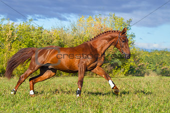 Red horse galloping