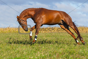 Red horse galloping