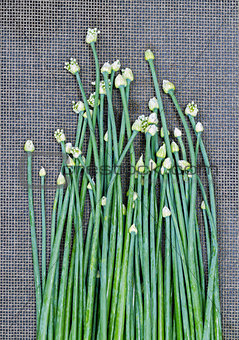 fresh Onion Flower Stem on black mat