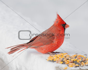 Male Cardinal 