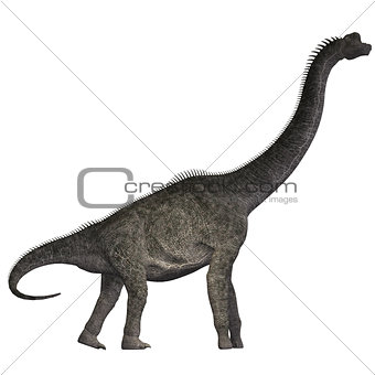 Brachiosaurus on White