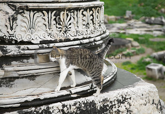 Cat in Ephesus
