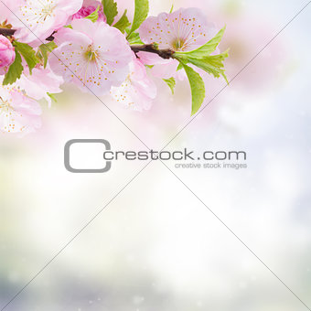 Cherry Flowers in green garden