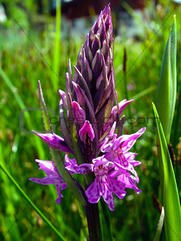 wild orchid