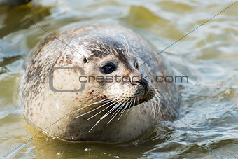 floating gray seal