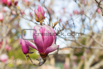 close-up of blooming magnolia
